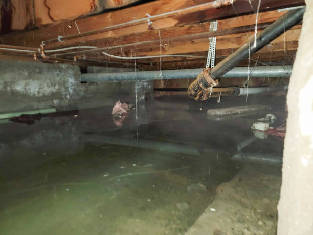 Best Flood damage cleanup  in Melbourne Beach, FL